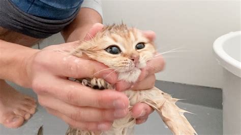 Looking Back At The Mother Cat Mimi Who Bathed For The First Time Youtube