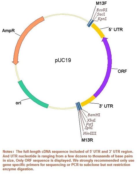 Serf Cdna Orf Clone In Cloning Vector Rat Unit