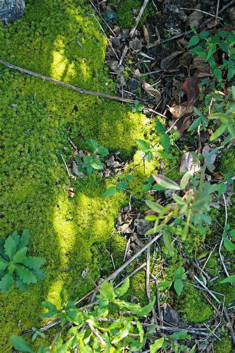 Patch Of Green Moss Free Stock Photo Public Domain Pictures