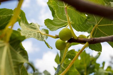 Ramas De Higuera Ficus Carica Con Hojas Verdes Y Enfoque Selectivo De