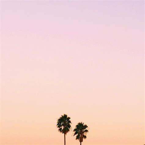 Two Palm Trees Are Silhouetted Against The Pink Sky