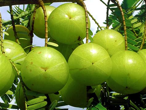 Growing Indian Gooseberry Tree In A Container How To Grow Amla From