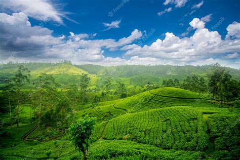 Premium Photo Sri Lanka Tea Estates At Nuwara Eliya