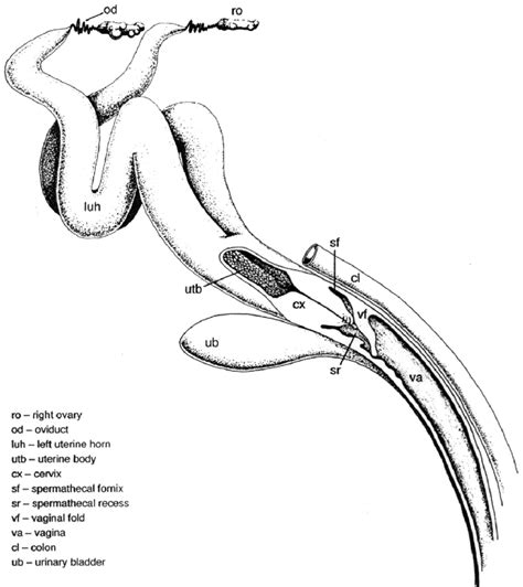 Reproductive Tract Of A Female Bottlenose Dolphin The Internal