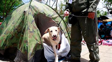 China deploys more police dogs to beef up anti-terror drive | World News - The Indian Express