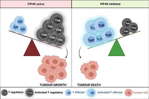 New Treatment Breakthrough Helping The Immune System Search Out And