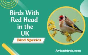 Birds With Red Heads In The Uk With Pictures