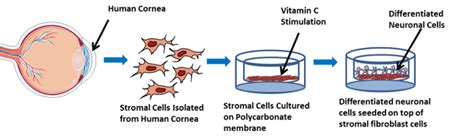 Corneal Tissue Engineering An In Vitro Model Of The Stromal Nerve Interactions Of The Human