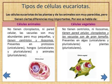 Cuadro Comparativo Células Procariotas Y Eucariotas Características Y