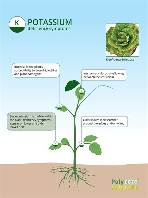 The Role Of Potassium In Crops