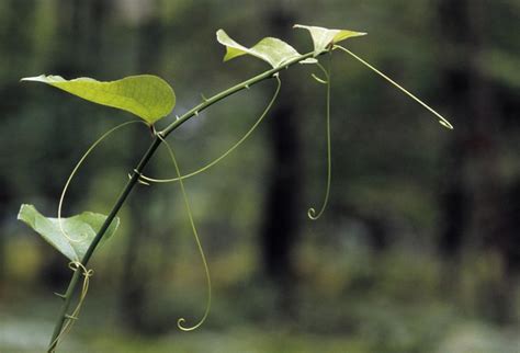 Identifying Thorny Vines