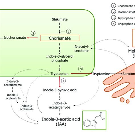 The Expression Of Ethylene Synthesis And Ethylene Perception Genes Is Download Scientific