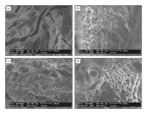 Sem Micrographs Of Cross Sections Of Paamstarch Hydrated Hydrogels