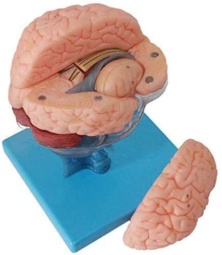 Buy Education Professional Human Anatomical Brain Model Parts Of