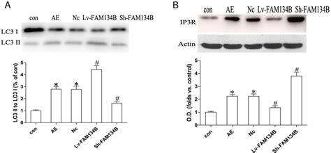 Effects Of Fam B On Acquired Epilepsy Ae Induced Lc Ii Lc I And