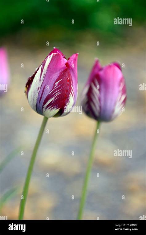 English Florist Tulipbroken Tuliptulip Breaking Virusflamed Markings