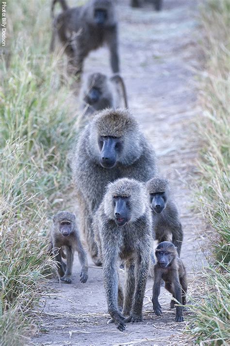 Baboon | Baboon, Monkey habitat, Africa wildlife