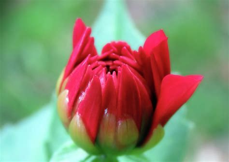 Lovely Little Red Dahlia Bud Photograph By Johanna Hurmerinta Pixels