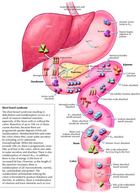 Where nutrients are absorbed in the GI tract | Physiology, Anatomy and ...