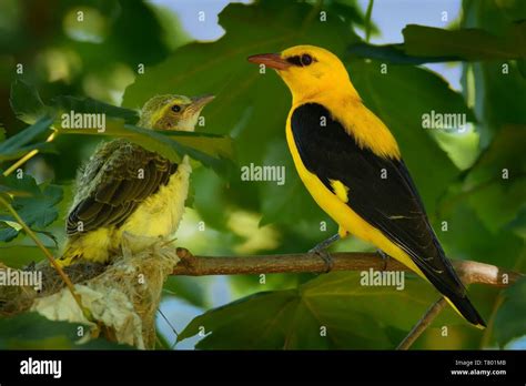 Eurasian Golden Oriole Oriolus Oriolus Male Sitting Near The Nest