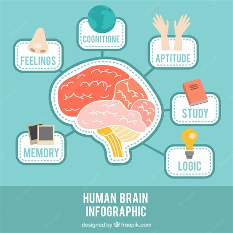 Premium Vector Brain Infographic With Different Subjects