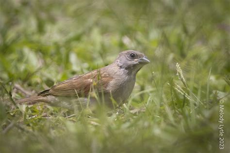 Northern Gray Headed Sparrow Passer Griseus Uganda 2023 Flickr