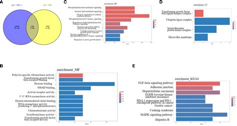 Frontiers Micrornas In Spermatogenesis Dysfunction And Male