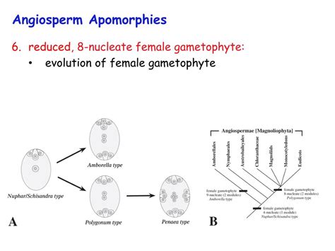 Ppt Angiosperm Evolution Powerpoint Presentation Free Download Id2130711