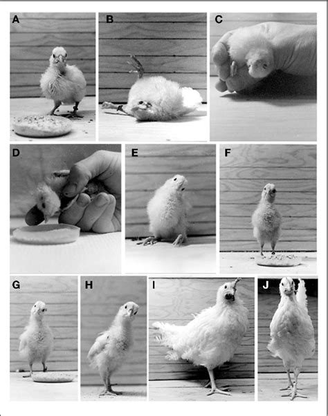 Figure 3 From Anatomy And Regenerative Biology Faculty Publications