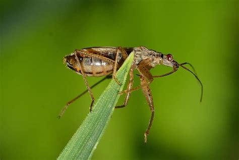 Royalty Free Hemiptera Photos Pikist