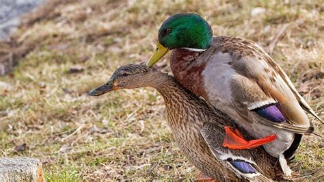 Duck Breeding Farming Time Breed In Duck Video In Few Minutes Youtube