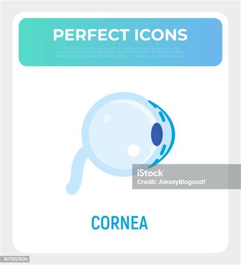 Cornea Flat Icon Structure Of Human Eye Ophthalmology Vector Illustration Stock Illustration