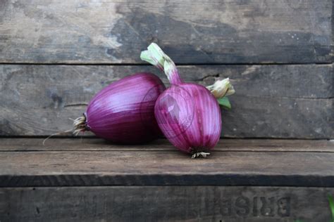 Onion Rossa Di Milano — Transition Farm