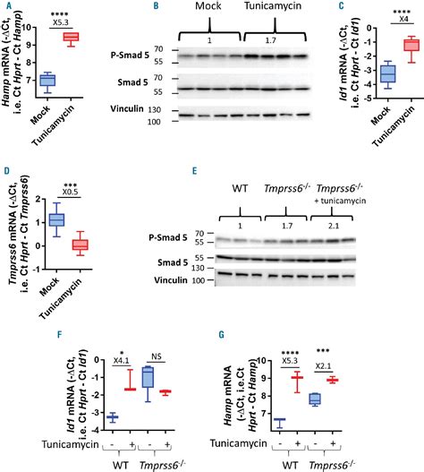 Figure From Endoplasmic Reticulum Stress Controls Iron Metabolism