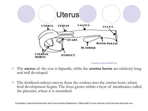 Female Bovine Reproduction System