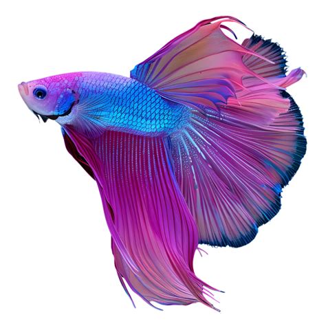 Purple Fighting Fish 47434032 Png