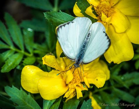 Dow Gardens Blooming Butterflies Dave Michel Photography