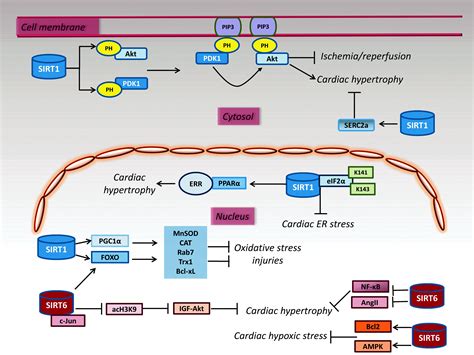 Sirt And Sirt Signaling Pathways In Cardiovascular Disease Protection