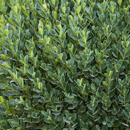 Boxwood Winter Care How To Avoid Boxwood Winter Burn