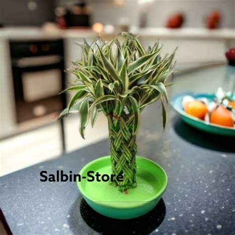 Jual Bambu Hoki Lucky Bamboo Kepang Tinggi 45cm Shopee Indonesia