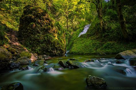 Pohon Sungai Paparan Panjang Hutan Belantara Alam Lanskap Lumut