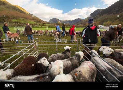 Herdwick Sheep At The Buttermere Shepherds Meet Buttermere Valley