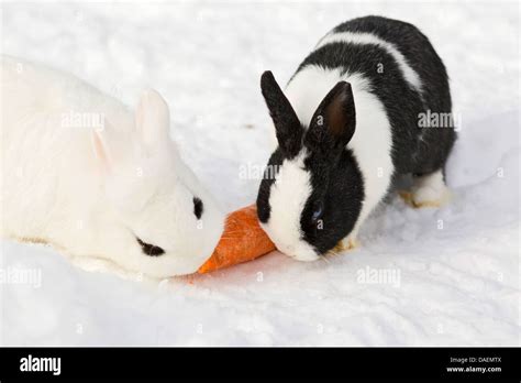 Zwerg Kaninchen Oryctolagus Cuniculus F Domestica Zwei Kaninchen