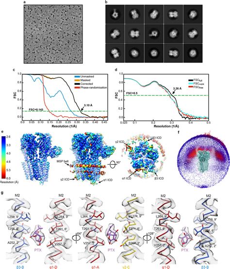 Single particle cryo EM analysis of human α1β3γ2L GABAA receptor bound