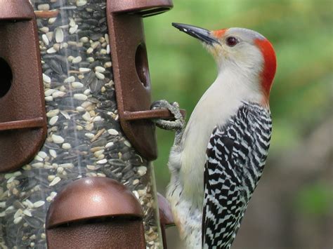 16 Common Songbirds Of Pennsylvania Owlcation