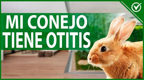 Otitis En Conejos Causas S Ntomas Y Tratamiento Infecci N De