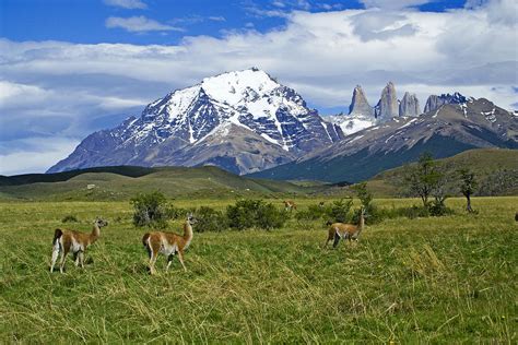 Guanacos in Torres del Paine Photograph by Michele Burgess - Pixels