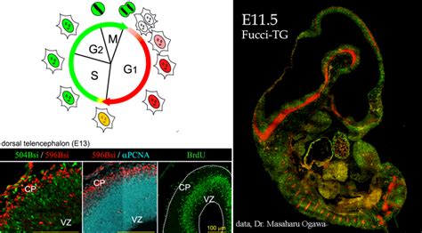 Mar 2009 Fucci Mice For Visualizing Cell Cycle In Vivo Experimental