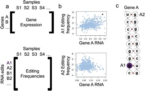 Global Transcriptome Analysis Of RNA Abundance Regulation By ADAR In