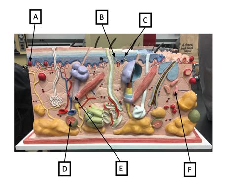 Sensory Receptors On Skin Model Diagram Quizlet